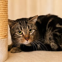 Alvin, chat à adopter