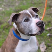 ALPHA, chien à adopter