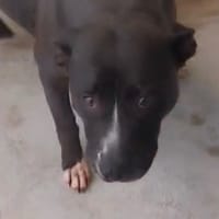 LAYKA VAA, chienne à adopter