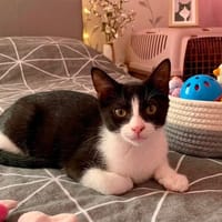 NEKO, chat à adopter