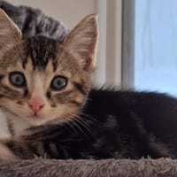 ERE, chat à adopter