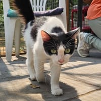 MILKA (réservée), chatte à adopter