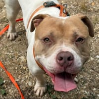 ROCKY, chien à adopter