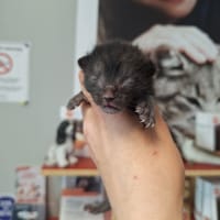 SALEM, chat à adopter