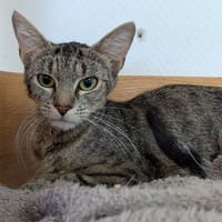 DUCHESSE, chatte à adopter