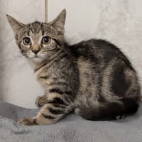 MATCHA, chat à adopter