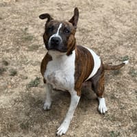 Vénus CAA15819, chienne à adopter