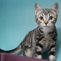 DINAH, chatte à adopter