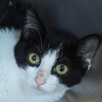 ZINZINETTE, chatte à adopter