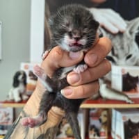 TRINITY, chatte à adopter