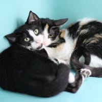 ABIGAELLE, chatte à adopter