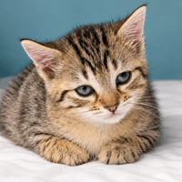 TAPENADE, chatte à adopter