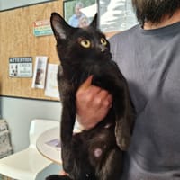 POUPOUNE, chatte à adopter