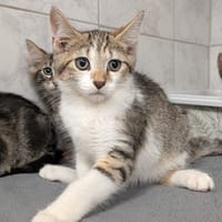 KIBOU, chat à adopter