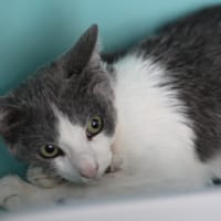CYRUS, chat à adopter