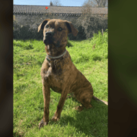 VI, chienne à adopter