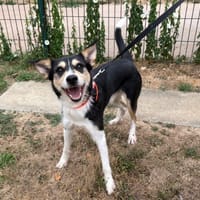 DICK PAA24321, chien à adopter