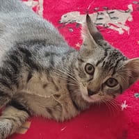 COLIN PAB28768 EN DUO avec DAPHNEE PAB28769, chat à adopter