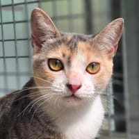 AMBRE (RESERVEE), chatte à adopter