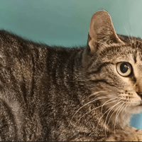 Mulan, chatte à adopter