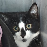 ZIGOTO, chat à adopter