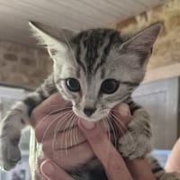 BOWIE, chat à adopter