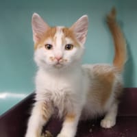 ELOISE, chatte à adopter