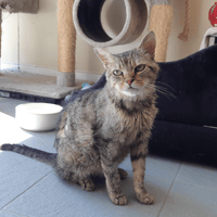 COQUINE, chatte à adopter
