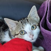 FADA, chatte à adopter