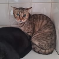 ALBA, chatte à adopter