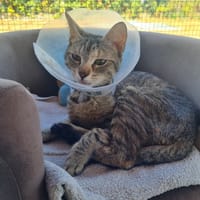 NELSONA, chatte à adopter