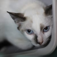 BUCK, chat à adopter