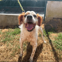 MOUSTIQUE, chien à adopter