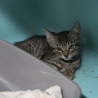 EMILE, chat à adopter
