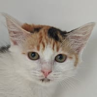 Popeline, chatte à adopter