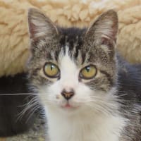 Croisti, chatte à adopter