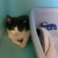riven, chat à adopter