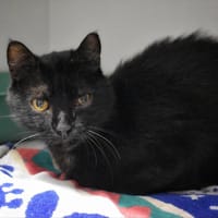 MAX, chat à adopter