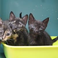 VICTORIA, chatte à adopter