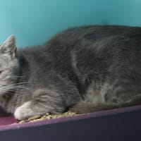 GARGOUILLE, chatte à adopter
