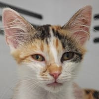 Organza, chatte à adopter
