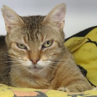 PACIFIQUE, chat à adopter