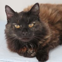 ETEL, chatte à adopter