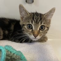 BRETZEL, chat à adopter