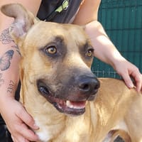 GASTON, chien à adopter