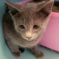anduin, chat à adopter