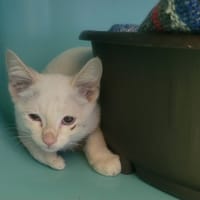 arthas, chat à adopter