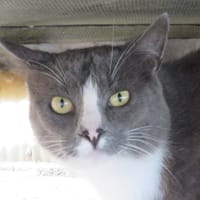 Meyronne, chat à adopter