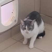 NAYA, chatte à adopter