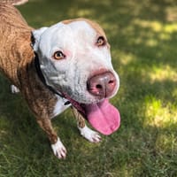 TCHALLA, chienne à adopter